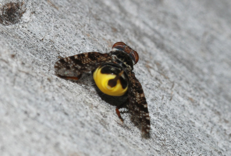 Platystoma sp. (Platystomatidae).